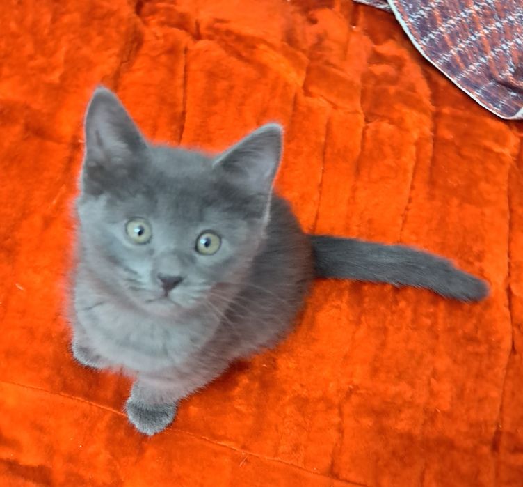 Продаются котята