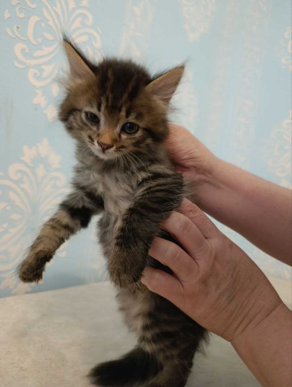 Домашние котята (отдам в добрые руки)