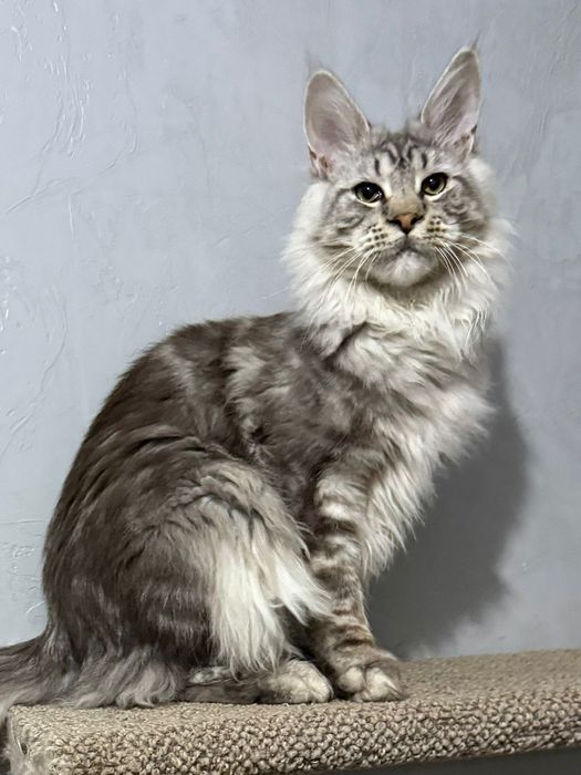 котята мейнкун из питомника