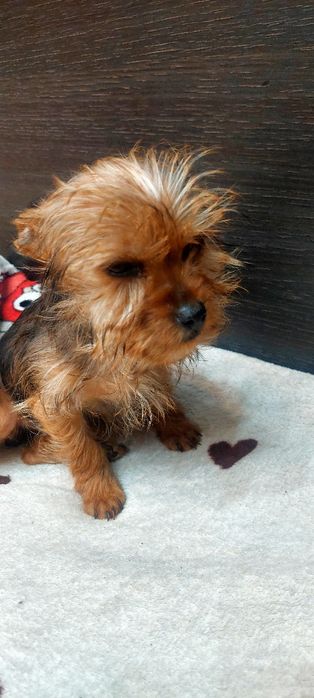 Yorkshire Terrier -fetita extramini