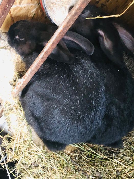 Iepurași de vânzare