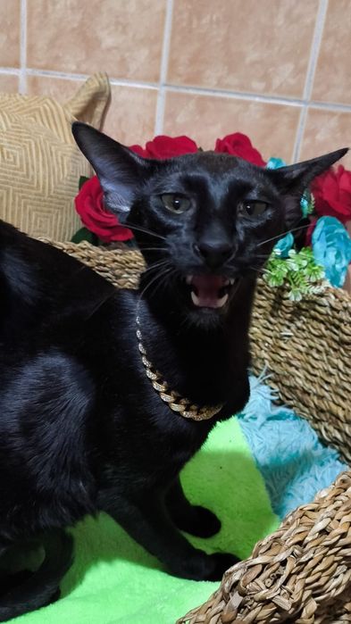 ОРИЕНТАЛЬНЫЕ с документами ( котята )