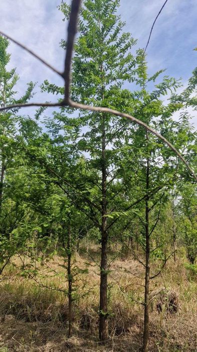 Метасекво́йя — редкое и уникальное дерево.