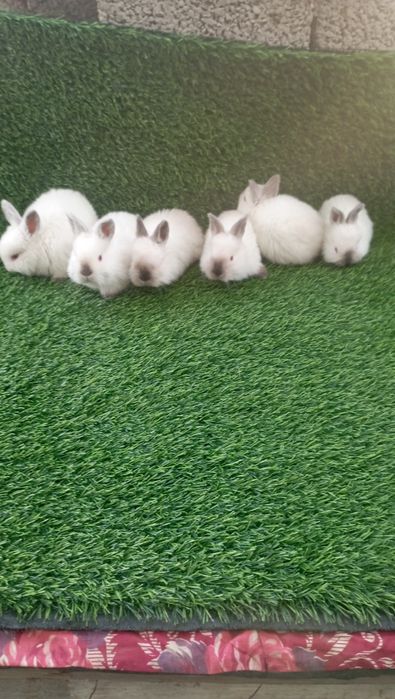 Kalif quyonchala sotiladi 6-ta