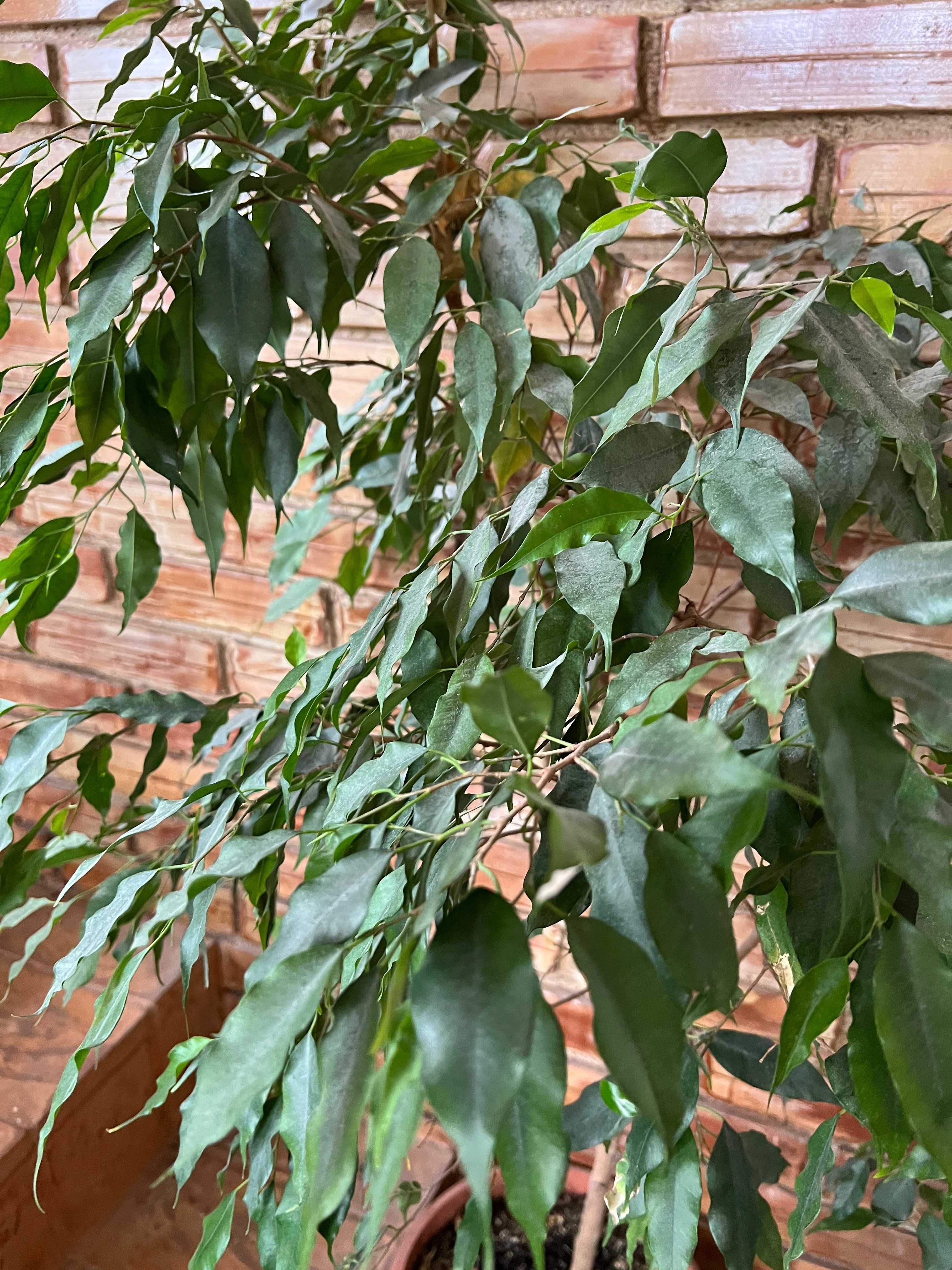 Ficus pomisor cu frunze mici