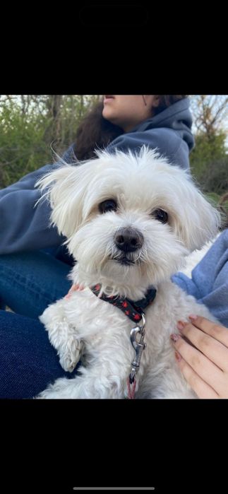 Găzduire căței mici în familie. Iubire și grijă non-stop!