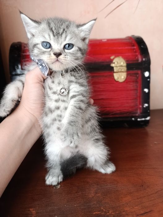 Котенок серебристый