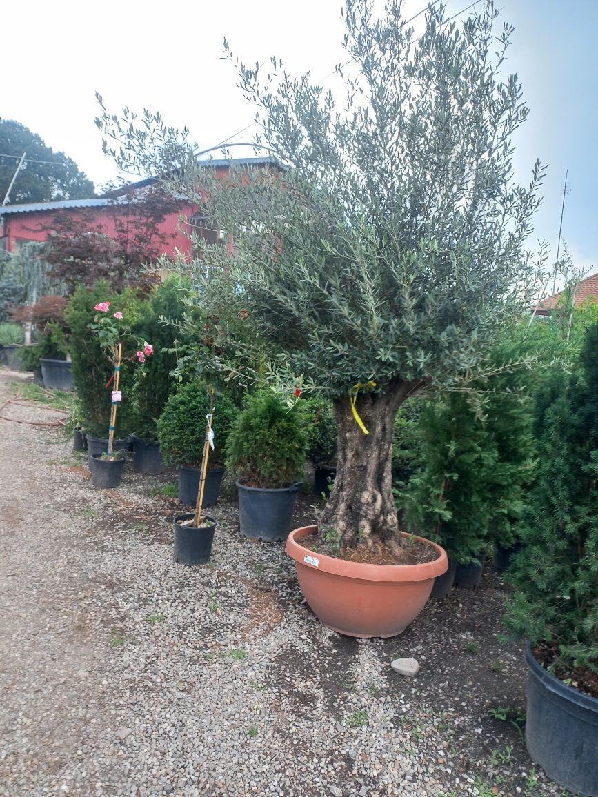 Vă oferim o gamă diversă de plante ornamentale cu preturi accesibile