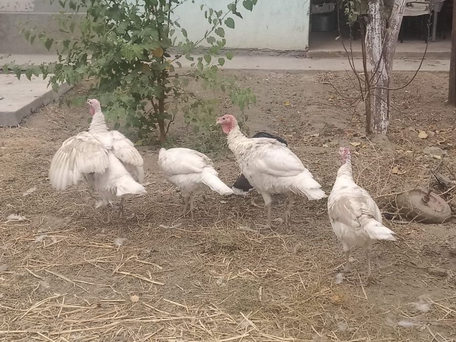 Үндіктер сатылады