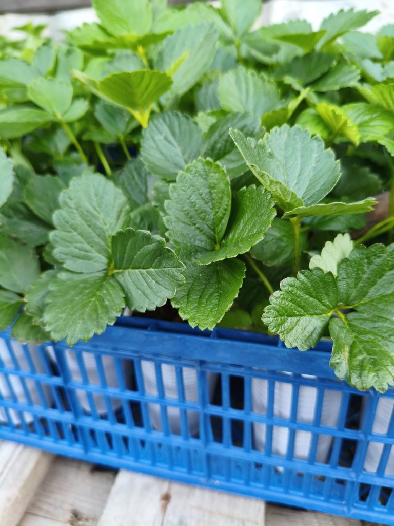 Продам саженцы многоразовой клубники , сорт мурано и сорт кабрилло