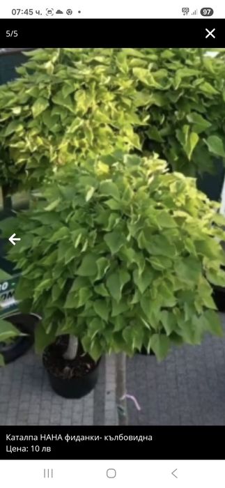 Каталпа кълбовидна фиданки