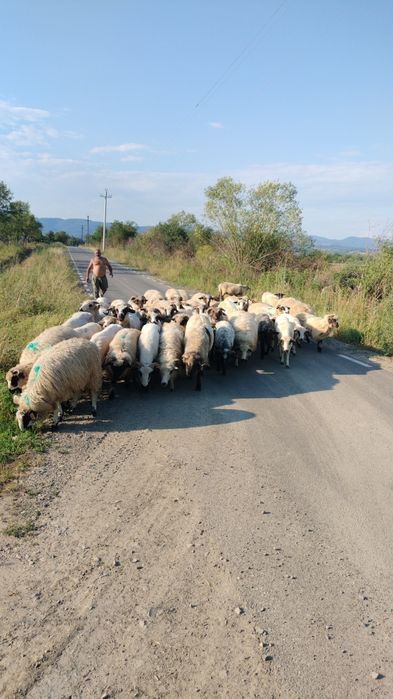 Oii Țurcane de vânzare