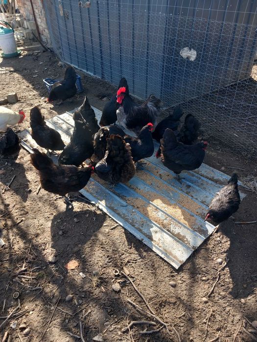 Oua australorp pt incubat