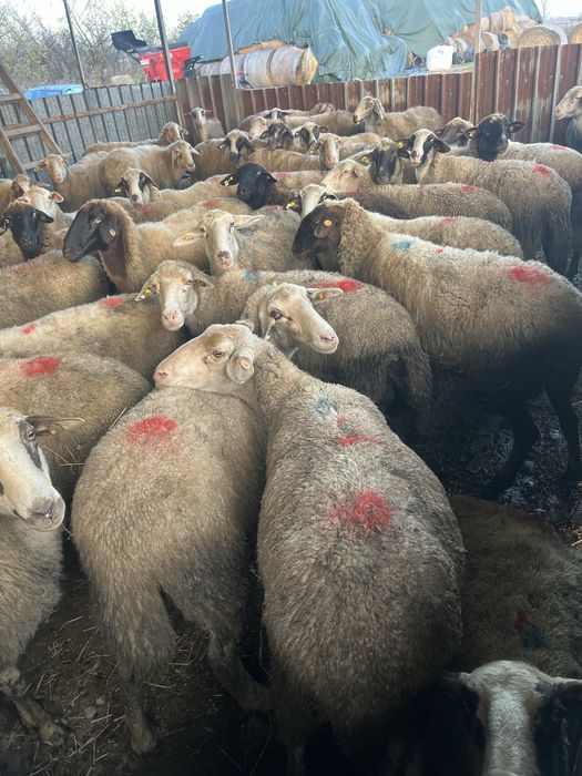 Овце под селекция…