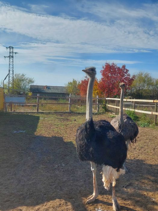 Щрауси мъжко и женско