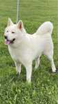 Femela Akita Inu