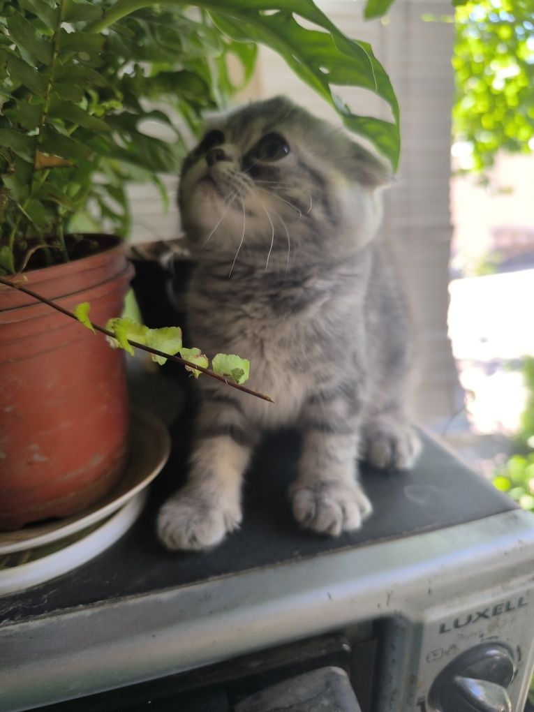 Продаются котята вислоухие скотишфолд