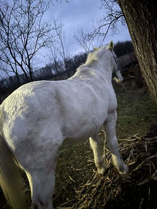 Iapa este buna de ham