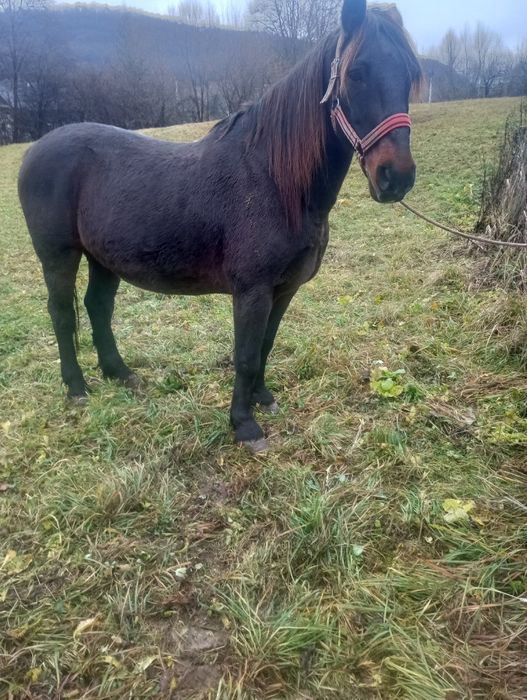 De vânzare cal de 8 ani