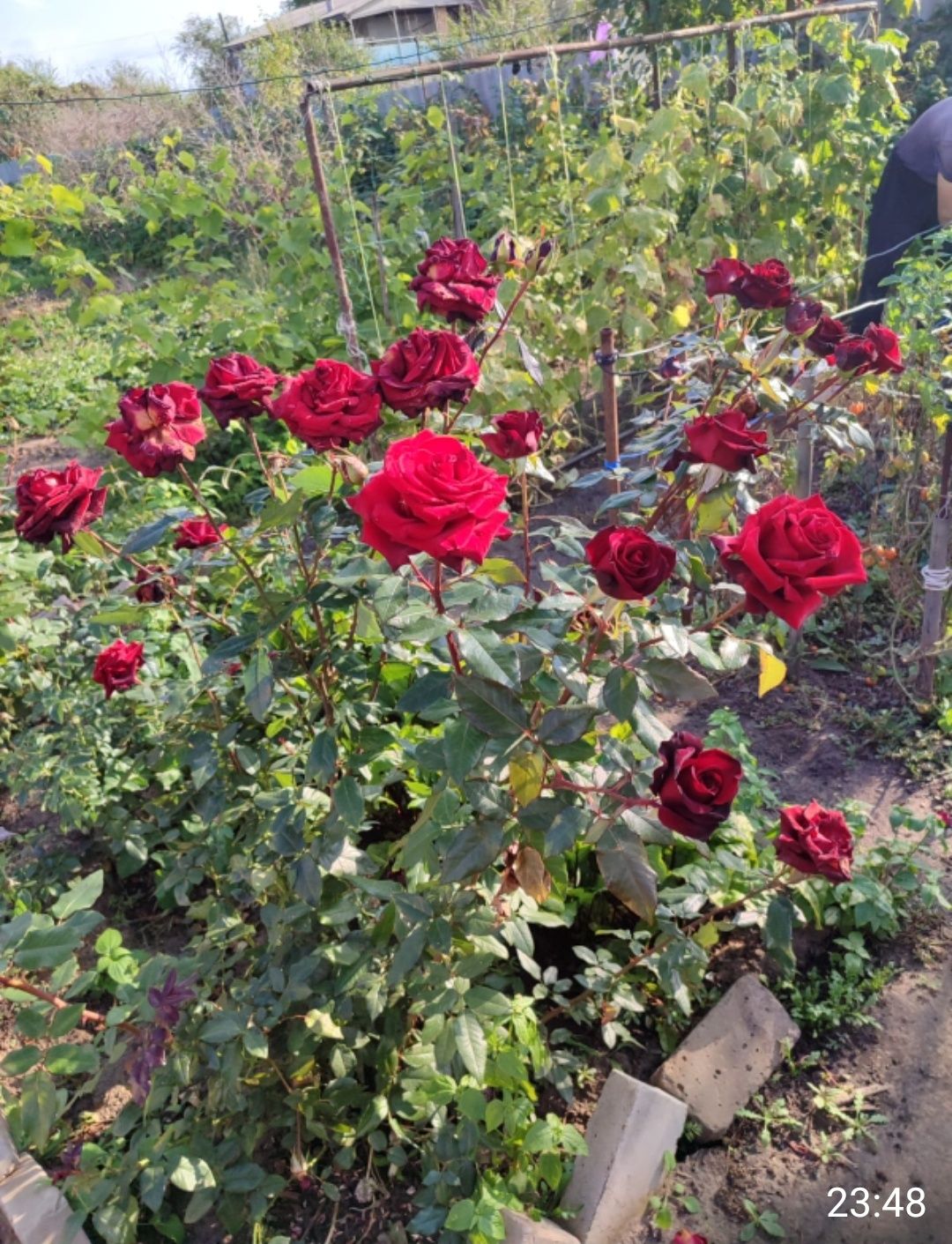 Продам дачу в СО Пригородное