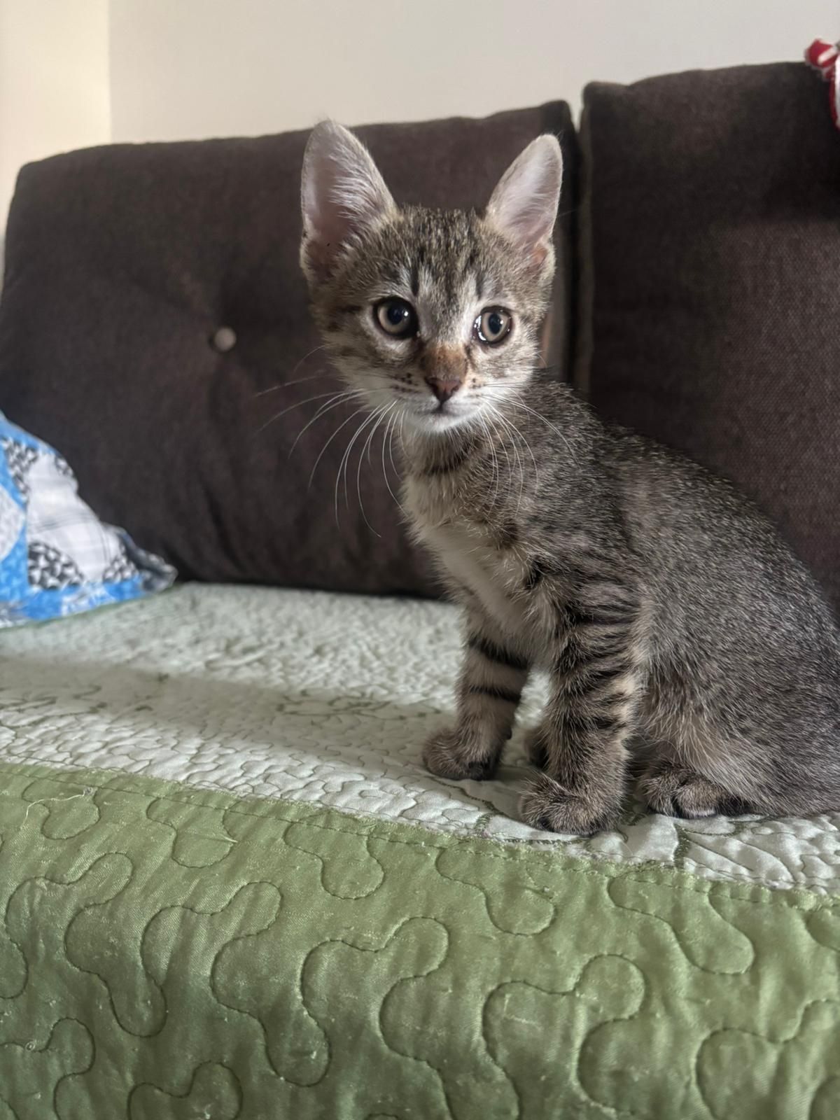 Adopție pui de pisica
