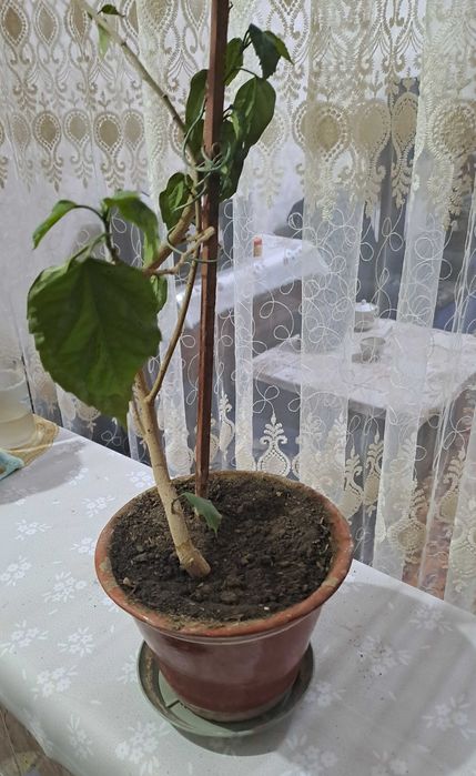 Китайская роза,цветёт