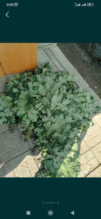 Продам Дубовые веники