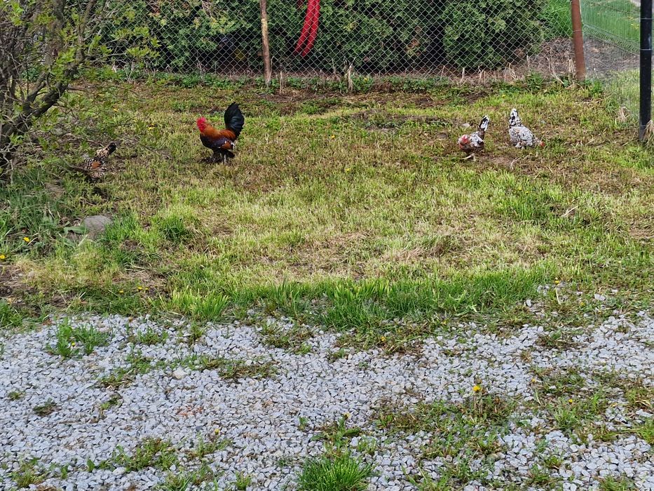 Ouă de vânzare gainuse mi de flori