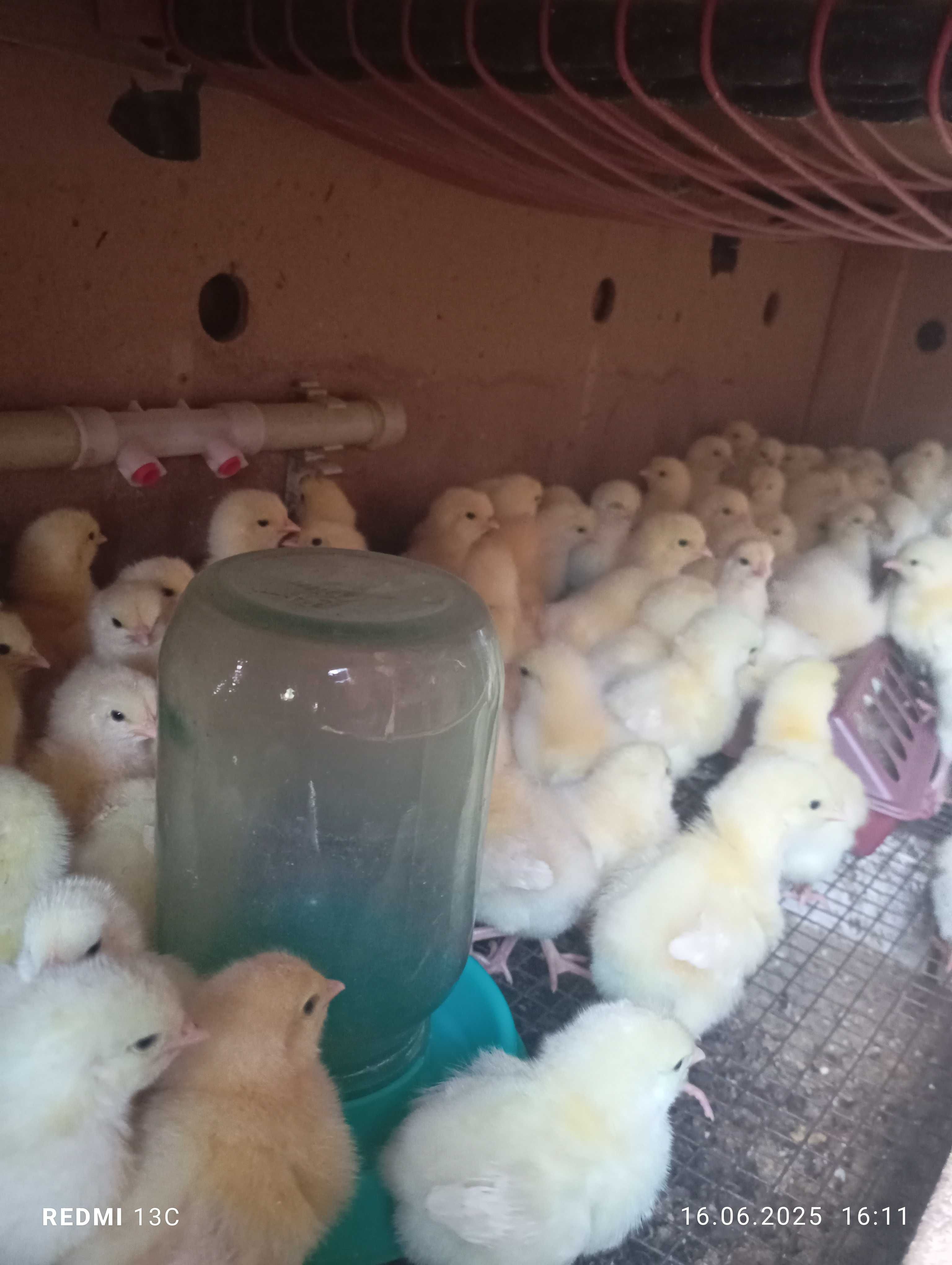 Цыплята продам разных