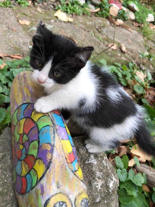 малки приятелчета