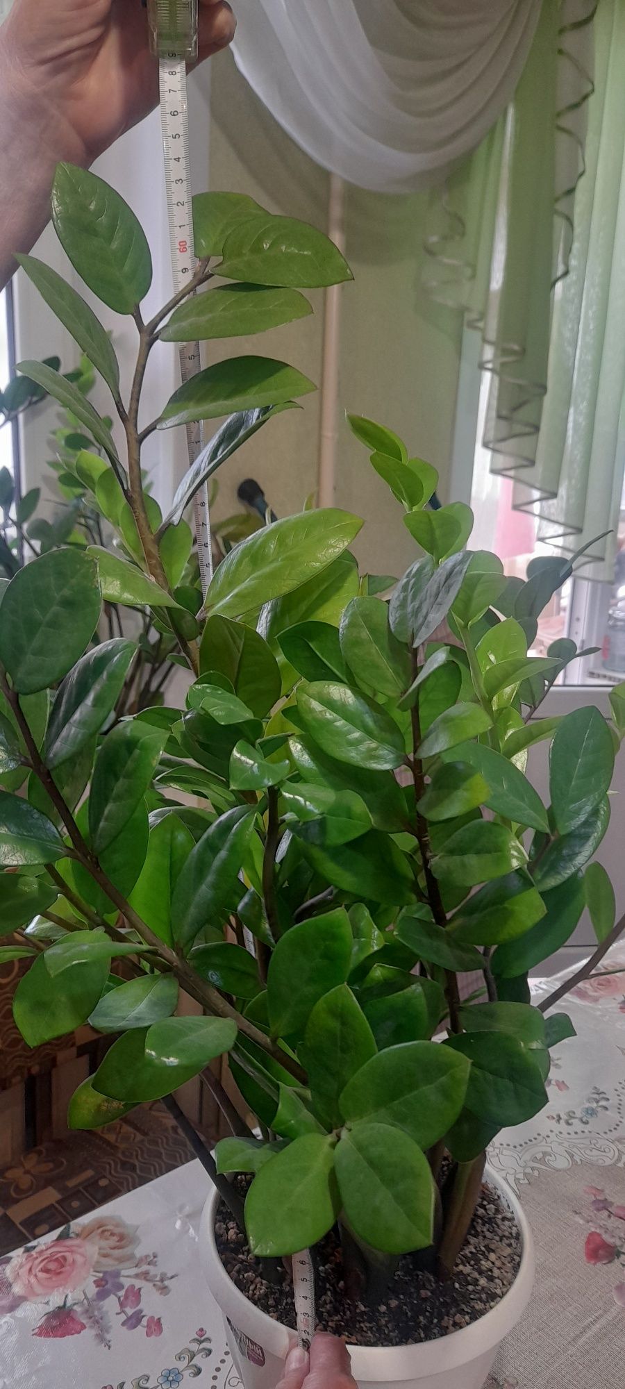 Продам Замиокулькас