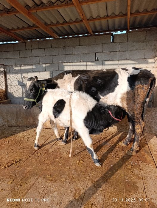 Бұзауы сиыр сатылады