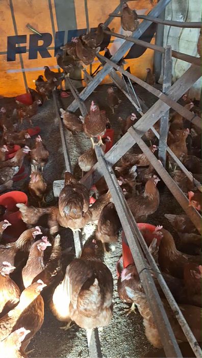 Кокошки Носачки за яйца