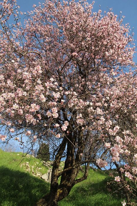 Pomi fructiferi deosebiți  soiuri de mugdal