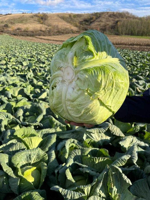 Varza pentru murat (cataleya)