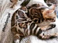 Felisa vinde pisica bengal cu certificat de nastere si pedigree