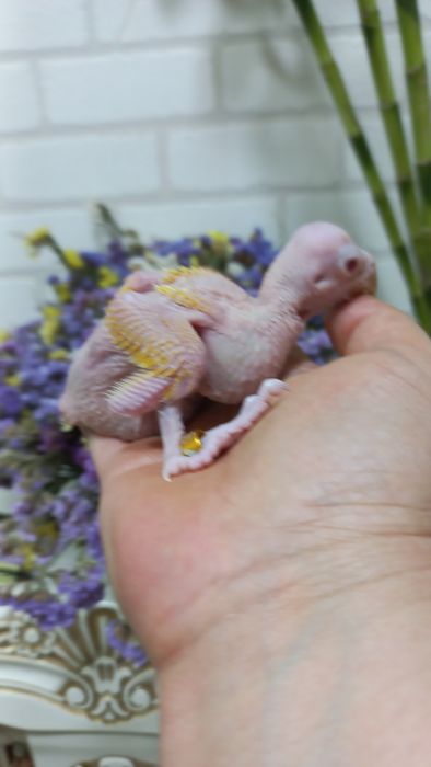 Продаётся  птенец Жёлтого Ожирелового попугая