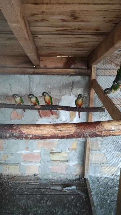 Продавам папагали пирура молина