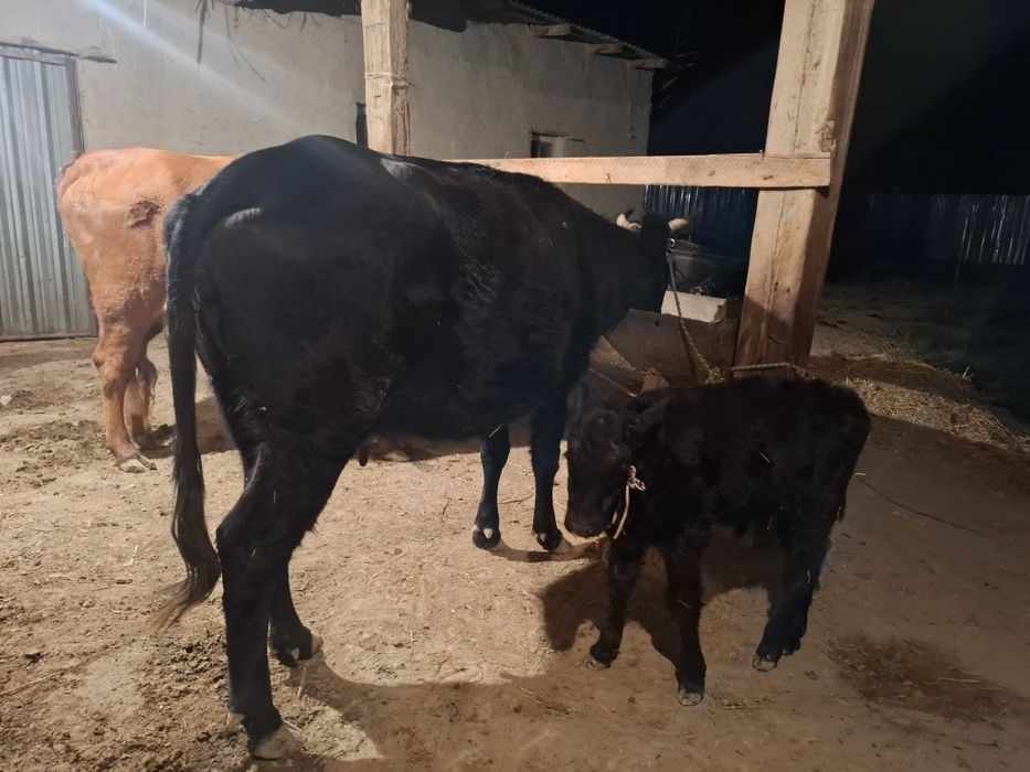 Бугоз, она бола, Кора моллар сотилади йеб ичишига гарантия