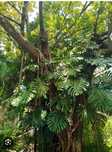 Монстера делисиоза monstera deliciosa делисиоза