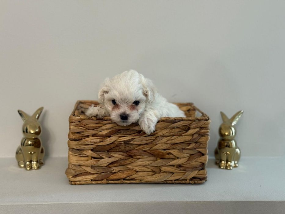 Maltez rasa pura toy F+M