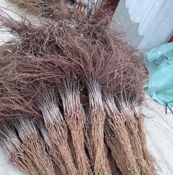 Vând butasi vita de vie și pomi fructiferi