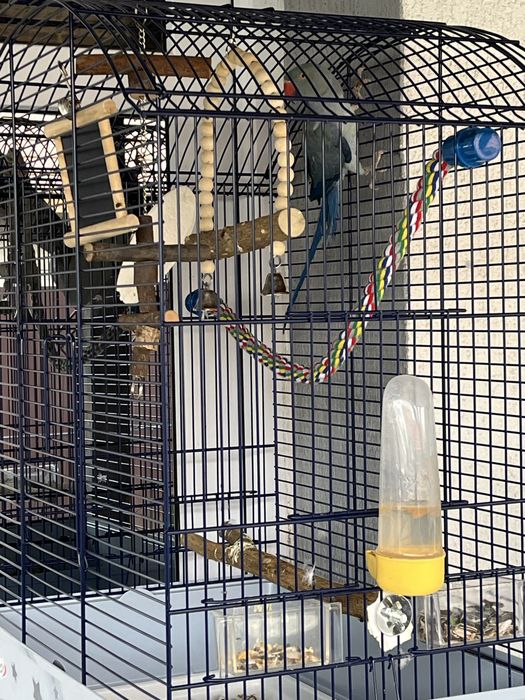 Papagal micul Alexander