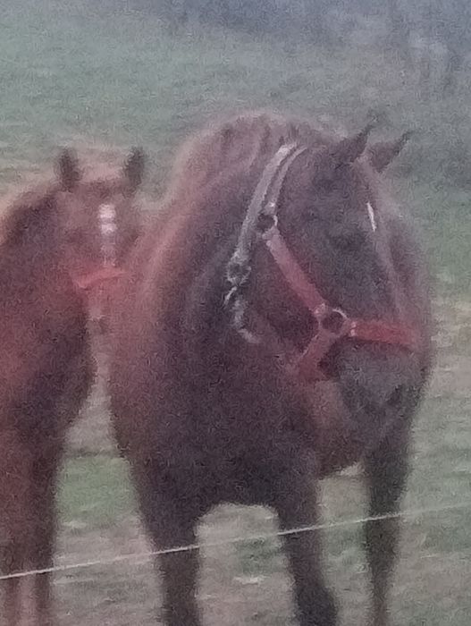 Iapă  cu mînză de 6 luni Berlești Gorj