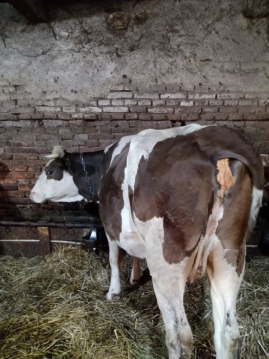 Vand vaca de cinci Ani
