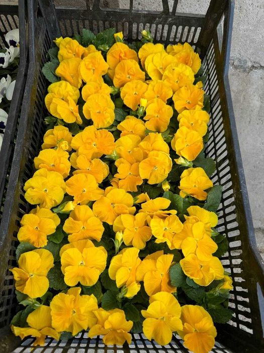 Viola / Виола / Капалак гул / Прямо из теплиц