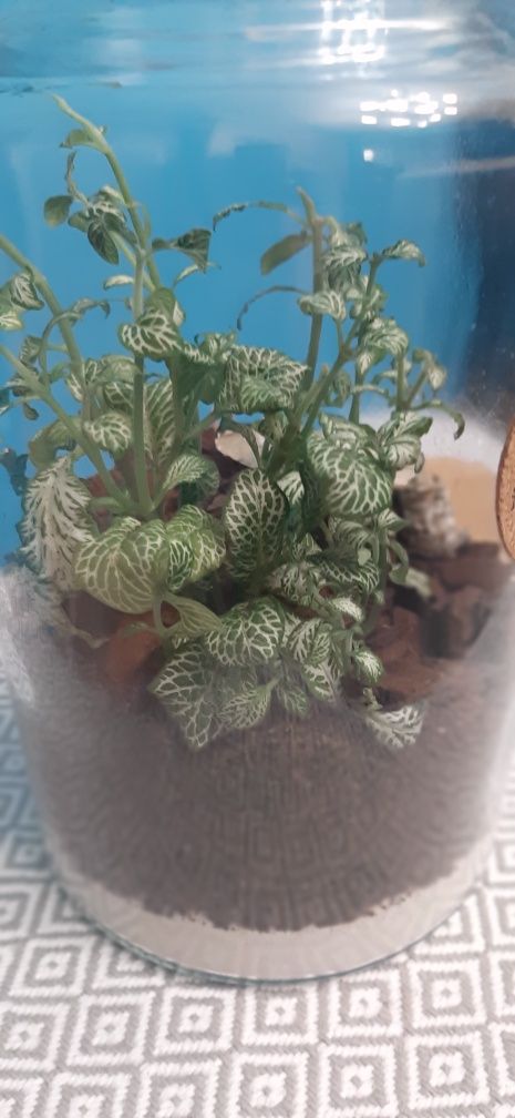 Terariu în bol de sticlă cu plante naturale