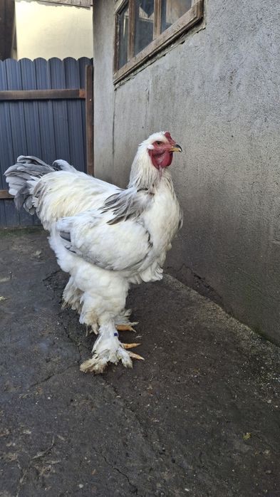 Vând cocoș brahma HDA