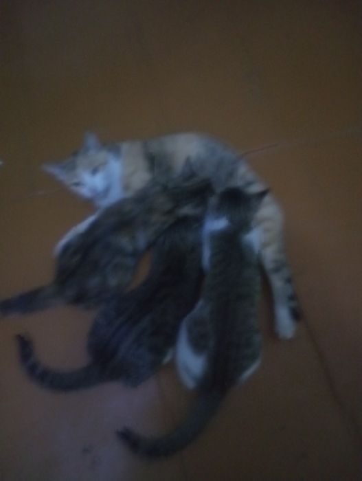 Отдам в хорошие руки