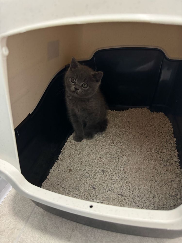 British Shorthair Blue